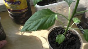 У рассады перцев при заглублении или подсыпке грунта хорошо нарастают дополнительные корни