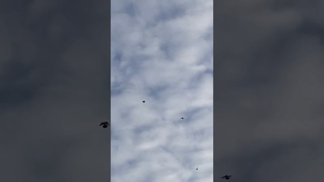 Бакинские шейки! Подьем моих любимцев!!!23.10.2017 смотреть онлайн