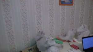 Охота кошек на огромного комара
