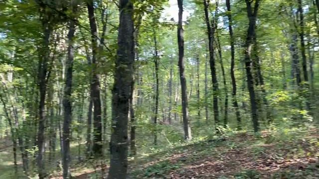 ЛИСЬИ НОРЫ В ЛЕСУ ✨ смотреть онлайн