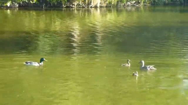 Tallinn. Toompea & Snelli tiik. смотреть онлайн