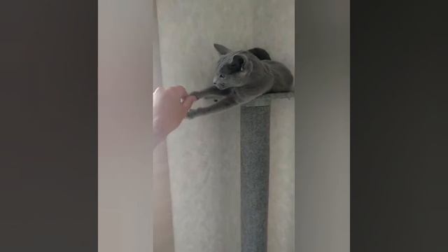 4-м Турнир РФО №57 Венера Серебряная Звезда смотреть онлайн