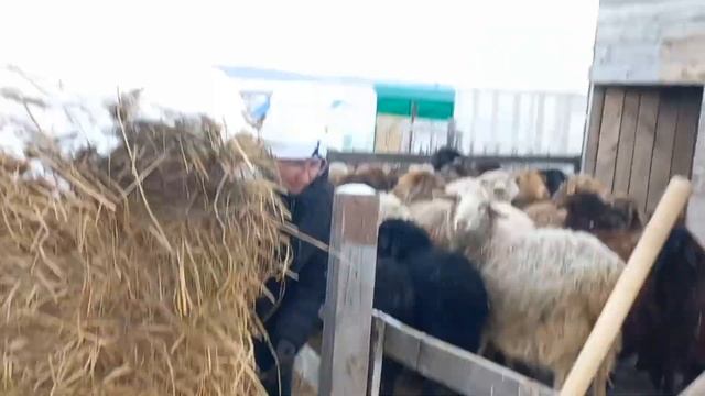 Эдильбаевские овцы,весенняя витаминизация смотреть онлайн