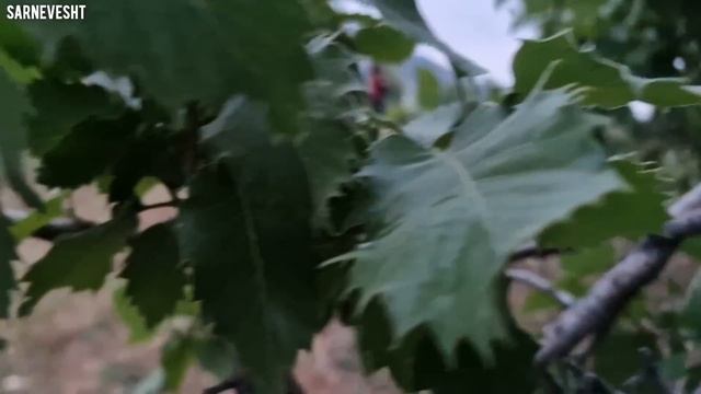 "The life of Shahin and Fatima: struggle, skill, and love in a nomadic village" смотреть онлайн