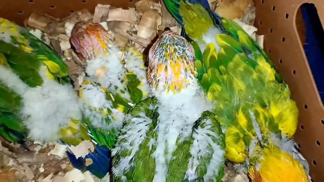 Yellow dominant sunconure hand feeding chicks смотреть онлайн