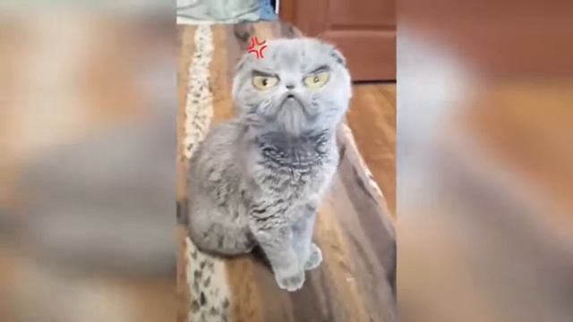КОТЫ 2019 Приколы с кошками и котиками Смешные Кошки 2019 Funny Cats Выпуск 251 1 смотреть онлайн