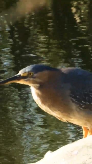 Striated heron #shortsyoutube #birdworld #bird #birdlives смотреть онлайн