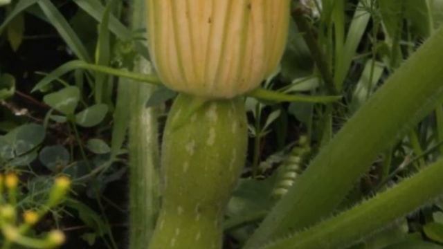 Квітка-дівчинка гарбуза: Один день із життя | Squash blossom смотреть онлайн