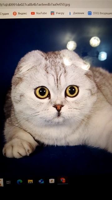 Топ самых пушистых пород котиков