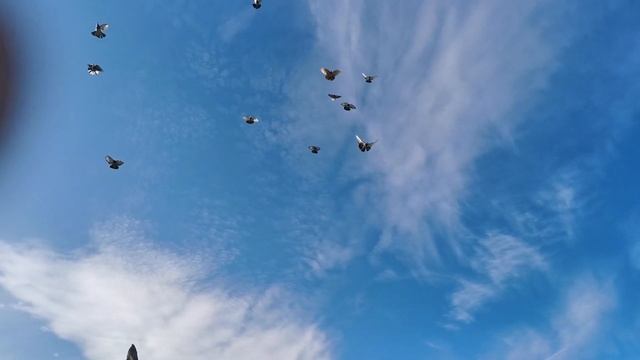 НИКОЛАЕВСКИЕ ГОЛУБИ! МАСЬ К С г ПОКРОВСК смотреть онлайн