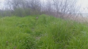 Утки на охоте 2025