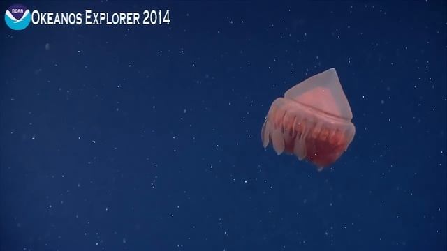 10 Strange Deep Ocean Creatures Found by ROVs in the Gulf of Mexico | ft. Magnapinna Squid Encounte смотреть онлайн