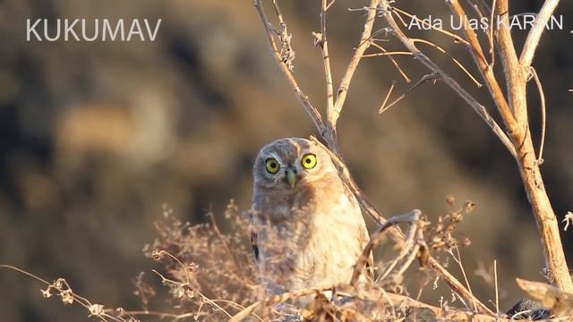 Kukumav , Little Owl , Athene noctua смотреть онлайн