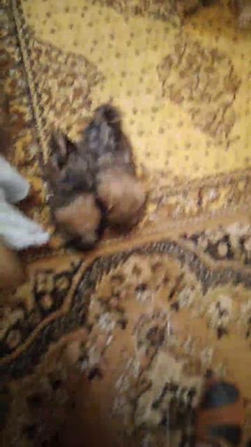 Чистокровные щенки Ши-Тцу в Даугавпилсе. смотреть онлайн