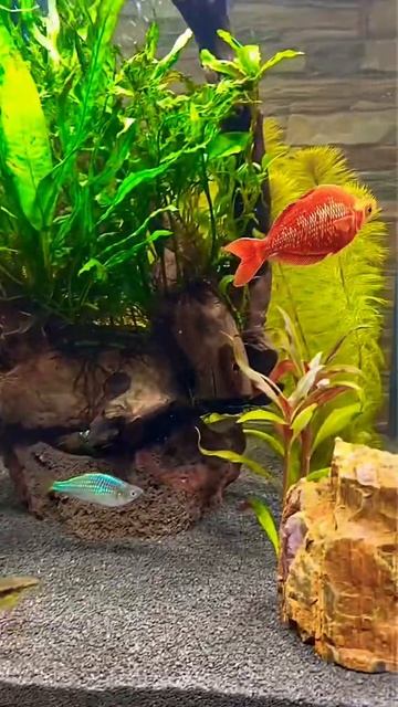 Красавчики🐠 , радужница алая, аквариум, aquarium смотреть онлайн