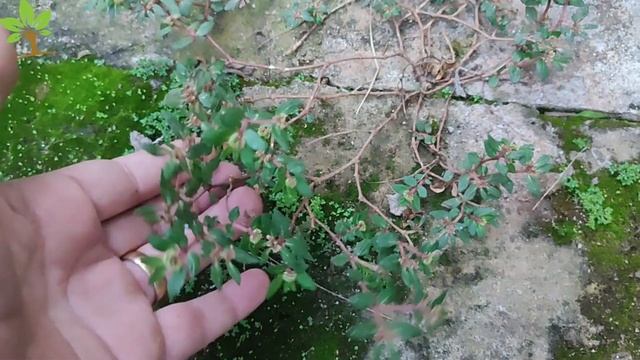 Lindo! Apenas 1 folha dessa planta vale uma mina de ouro (Você sabia disso?) смотреть онлайн