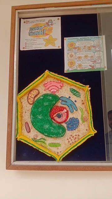 plant cell | plant cell model | plant cell 3d model смотреть онлайн