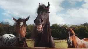 АСМР. Звуки ржания лошади