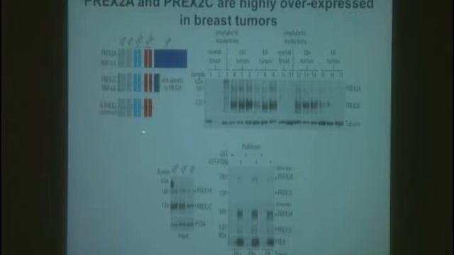 CSHL Keynote Series, Dr Ramon Parsons, Icahn School of Medicine at Mount Sinai смотреть онлайн