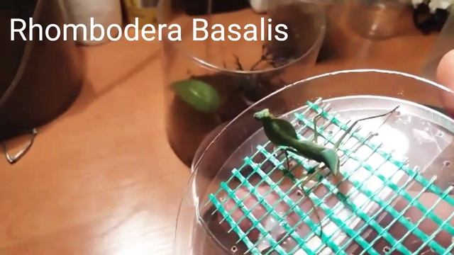Przekładanie oraz aranżacja pojemnika dla modliszki Rhombodera Basalis смотреть онлайн
