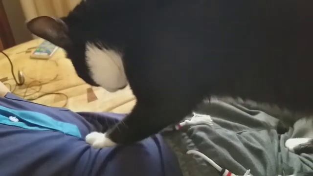 Неутомимый котик успокаивает хозяина. Спокойствие, только спокойствие. смотреть онлайн