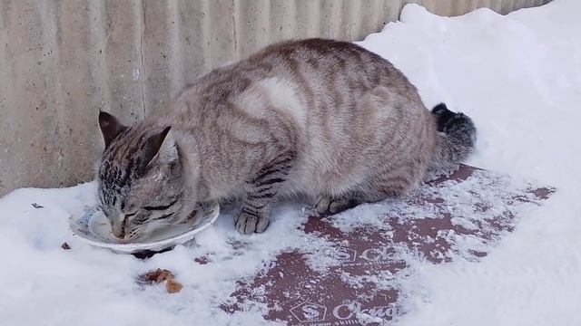 Серый кот смотреть онлайн