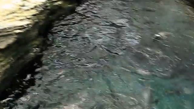 океанариум Лиссабон пингвины выдры. Lisbon Oceanarium Penguins Otters