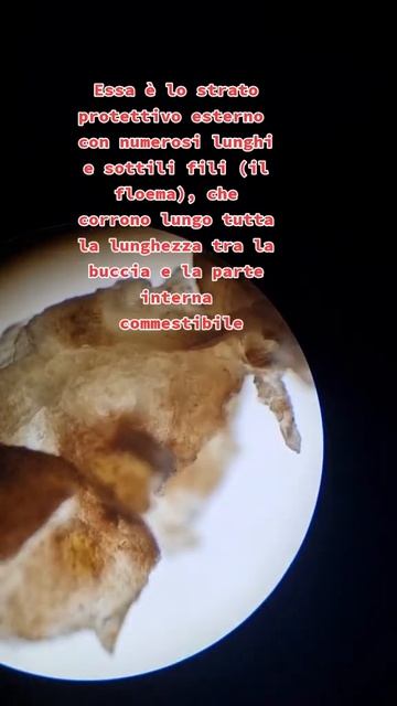Ecco la Buccia di una Banana 🍌#microscopio #scienza #banana #cibo смотреть онлайн
