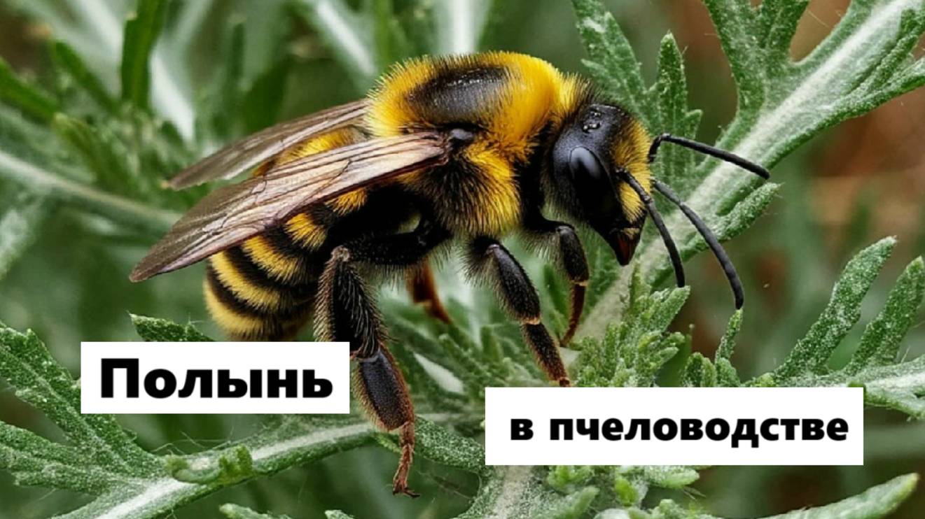 Использование полыни в пчеловодстве. смотреть онлайн