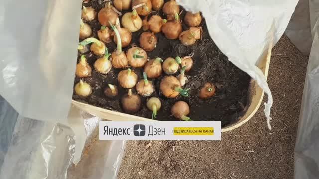 2019.  5.04.2025. проверяем посевы в теплице