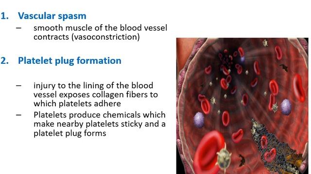 Physiology Lecture 13: Blood II 🔸 смотреть онлайн