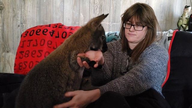 Valentine's Day with a Velocirabbit! смотреть онлайн