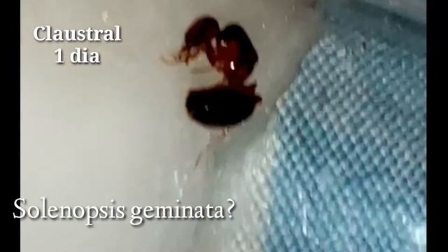 Nueva especie!! Y que paso?. смотреть онлайн