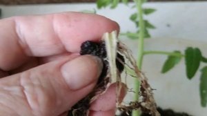 Почему сохнут нижние листья на рассаде томатов? Ищем причину.