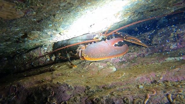 Bessaker 2022 #diving #Bessaker #norway смотреть онлайн