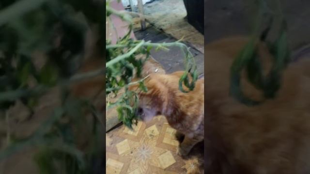 Рыжий кот нарк смотреть онлайн