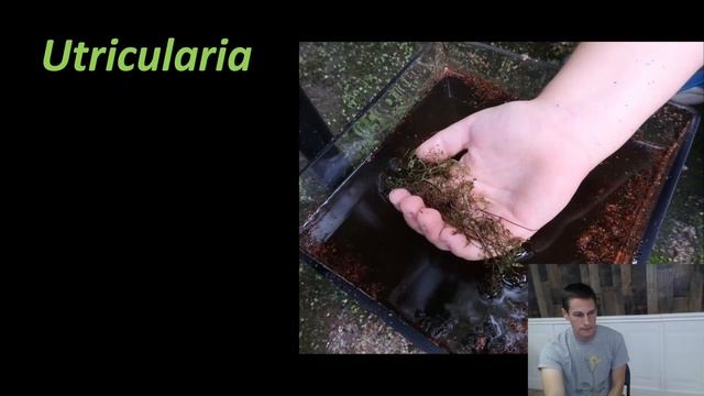Carnivorous Plants of Florida with Kenny Coogan смотреть онлайн