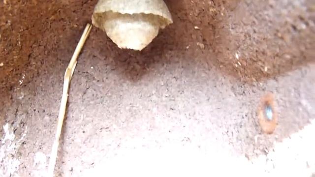 21 mei 2011 -6 eitjes bonte vliegenvanger-ficedula hypoleuca-birds смотреть онлайн