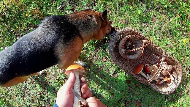Сбор подосиновиков в селигерской берёзовой роще
