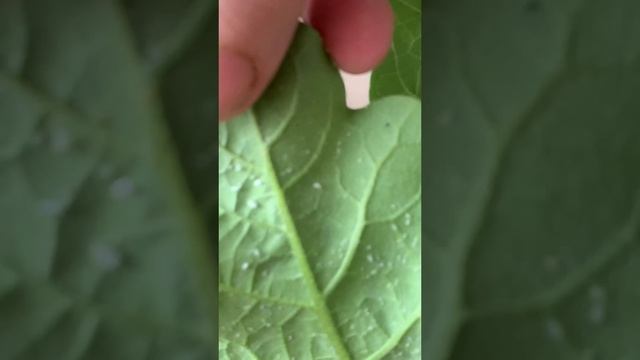 Как бороться с белокрылкой смотреть онлайн