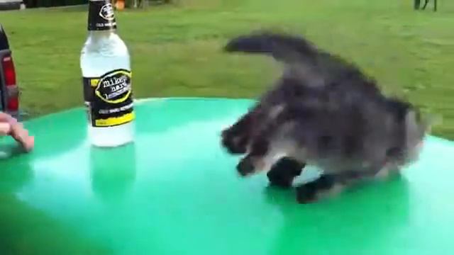 Котик с козлиным геном залипания смотреть онлайн