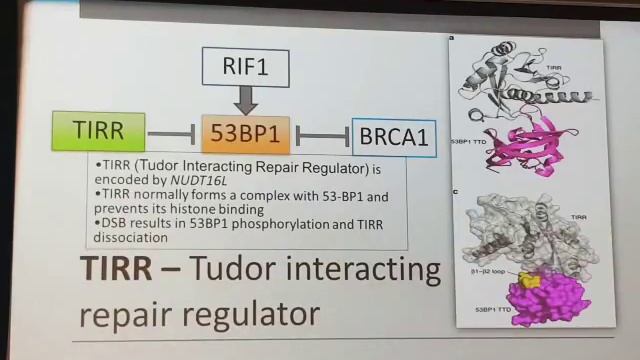 ПОВЫШЕНИЕ ЭФФЕКТИВНОСТИ ГОМОЛОГИЧНОЙ РЕПАРАЦИИ ПРИ ГЕНОМНОМ РЕДАКТИРОВАНИИ С ПОМОЩЬЮ СИСТЕМЫ CRISPR смотреть онлайн