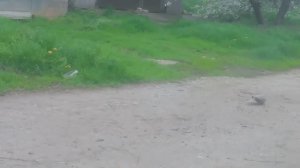 Горлицы
Мелкие и средних размеров голуби с длиной тела до 30 см и массой 100—150 граммов