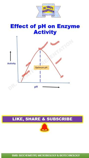 Effect of pH on Enzyme Activity || Factors affecting enzyme activity смотреть онлайн