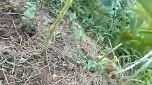 Manfaat Kotoran Sapi Dan Sekam Jerami Padi pada Tanaman Porang смотреть онлайн