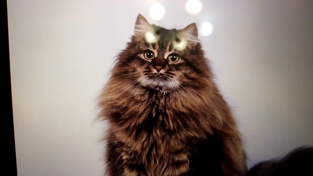 Топ самых преданных пород котиков