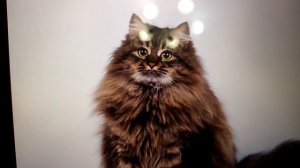 Топ самых преданных пород котиков