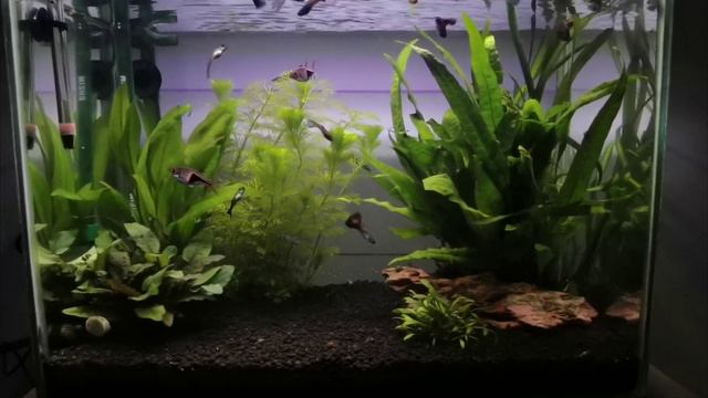 Guppy 30L смотреть онлайн
