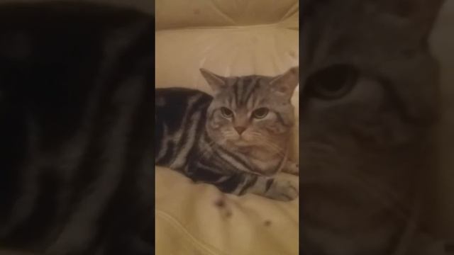 Мой любимый кот Нестор ! смотреть онлайн