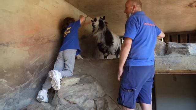 Drusilla zoo keeper for a day смотреть онлайн